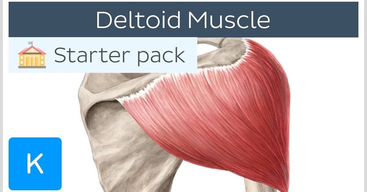Deltoid Muscle