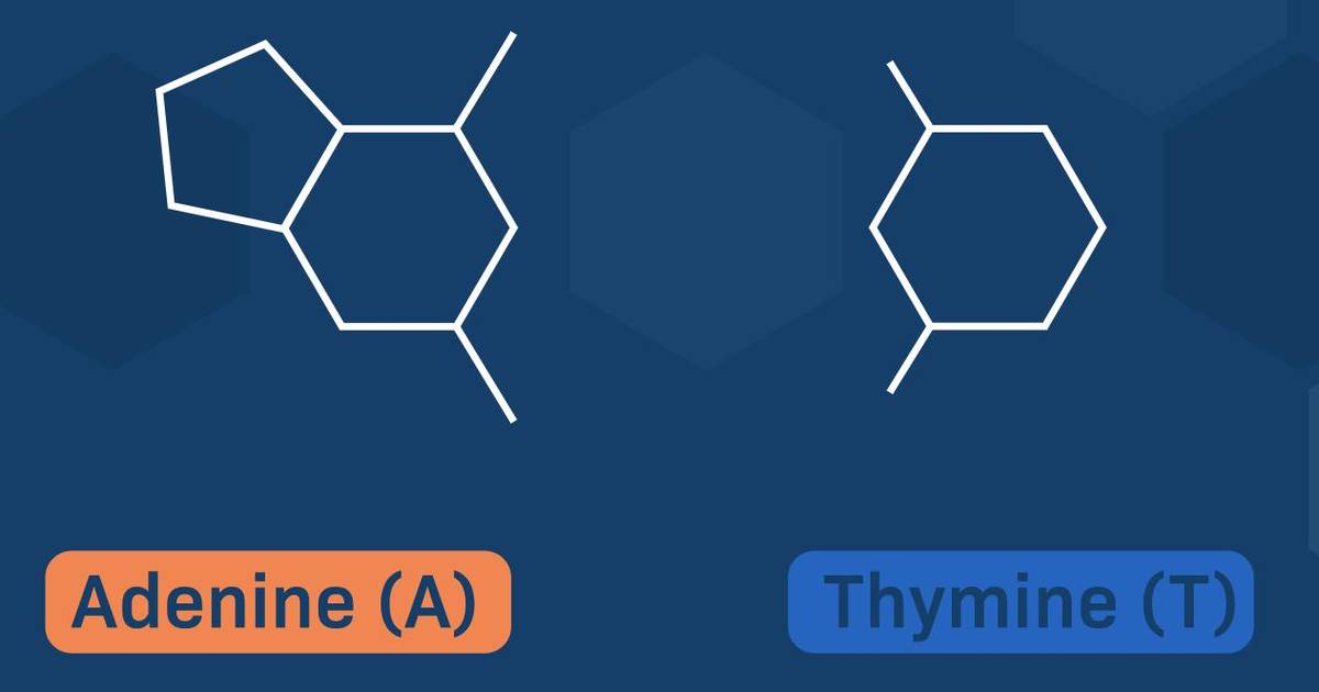 The DNA Base Pairs: Learning by Drawing