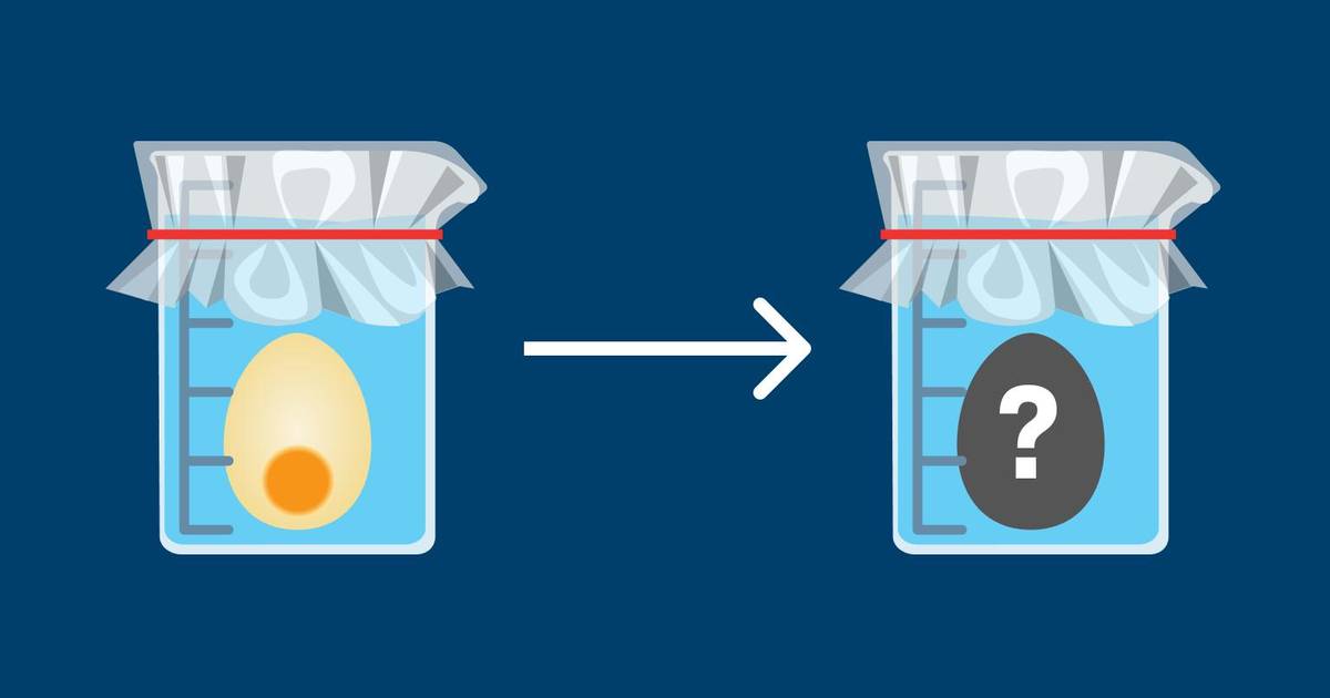 The Egg Lab