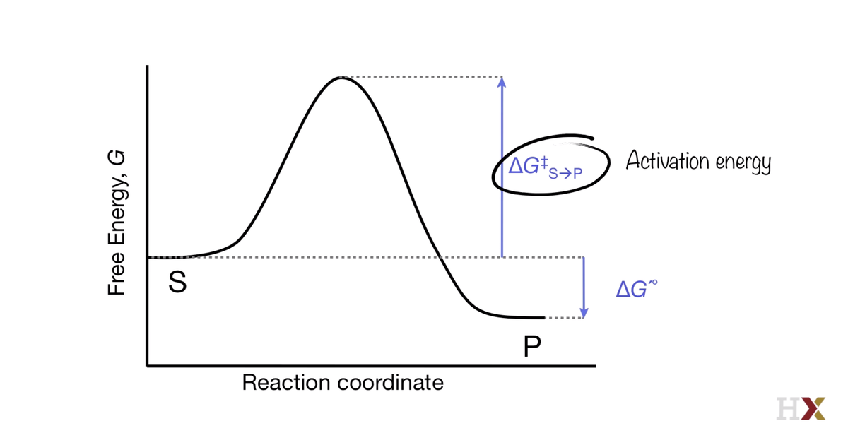 Enzyme Catalysts