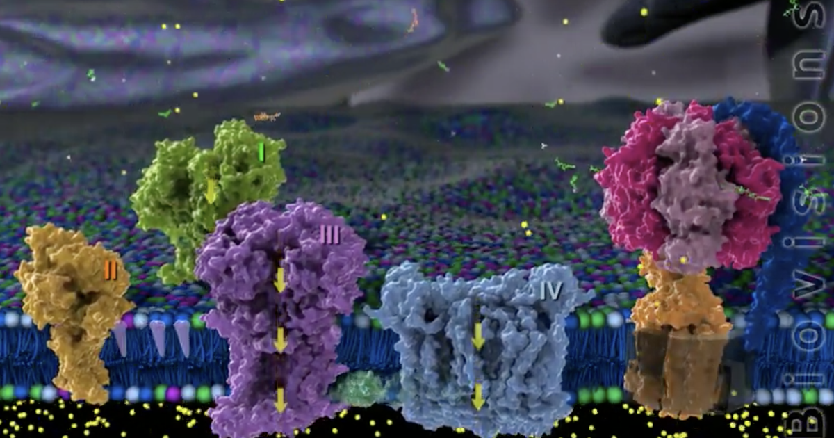 Electron Transport and ATP Production in Cells