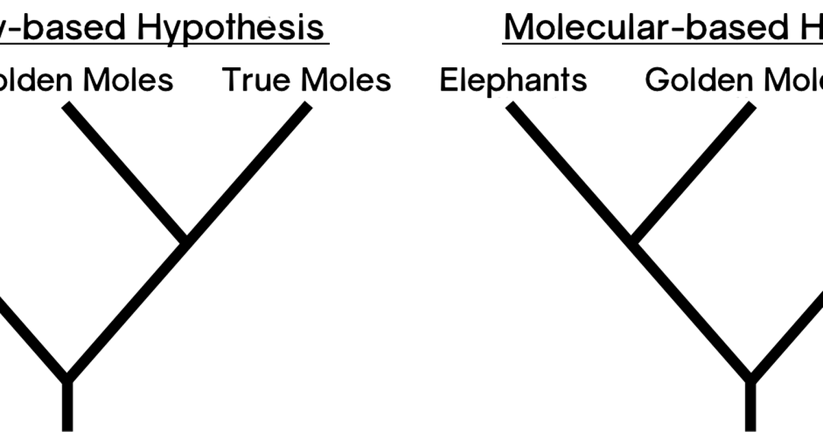 Creating a Phylogenetic Tree