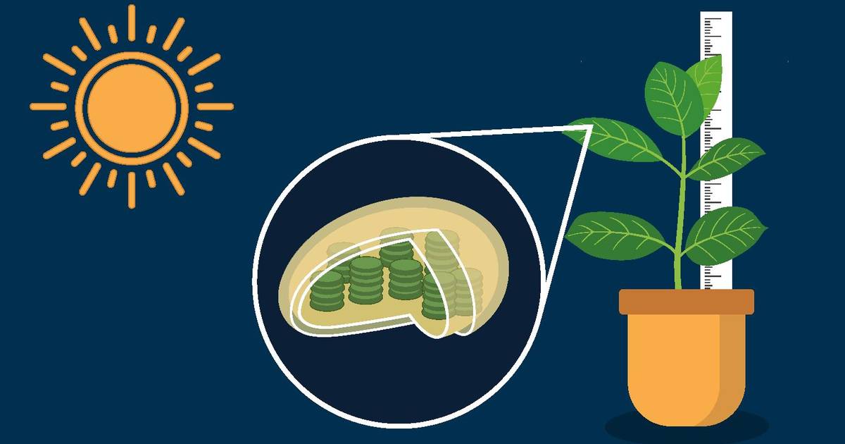 Photosynthesis