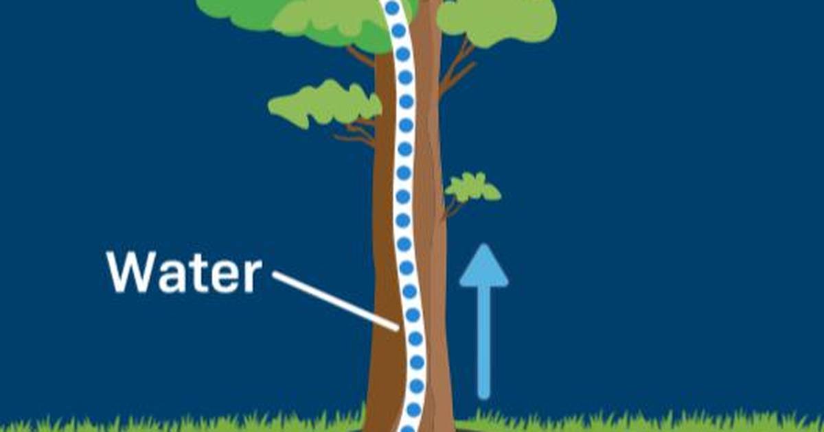 Transpiration and Water Potential