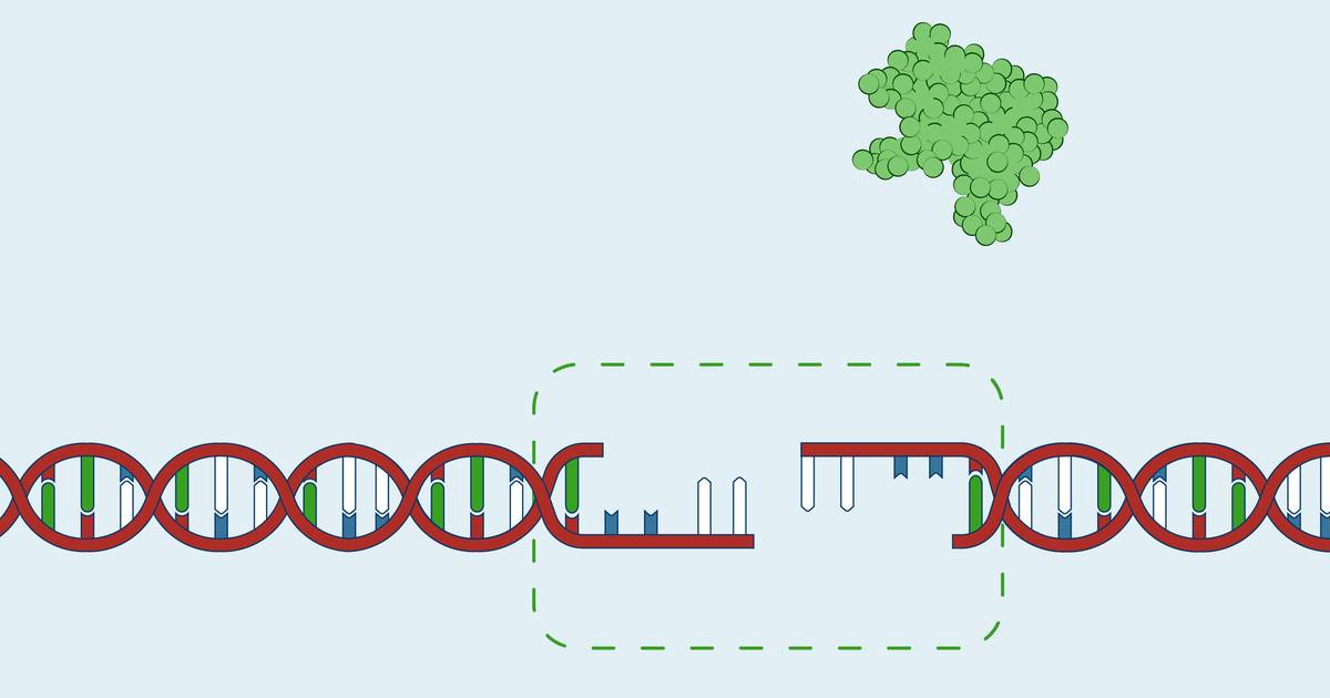 Restriction Fragment Length Polymorphism (RFLP) Analysis