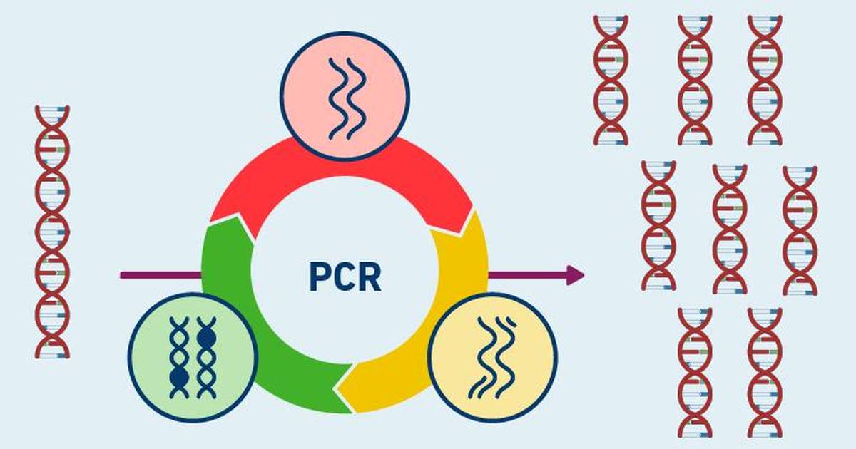 PCR Lab Protocol Steps
