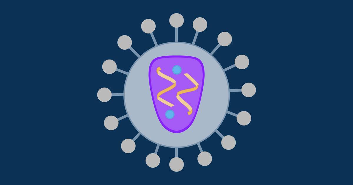 Where Is the HIV Protein Rev Located in Infected Cells?