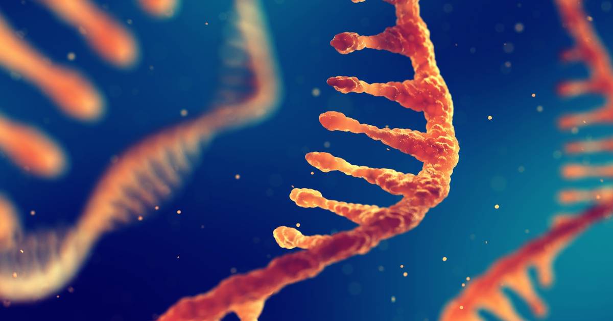 eRNA: Controlled Enzymatic RNA Oligonucleotide Synthesis