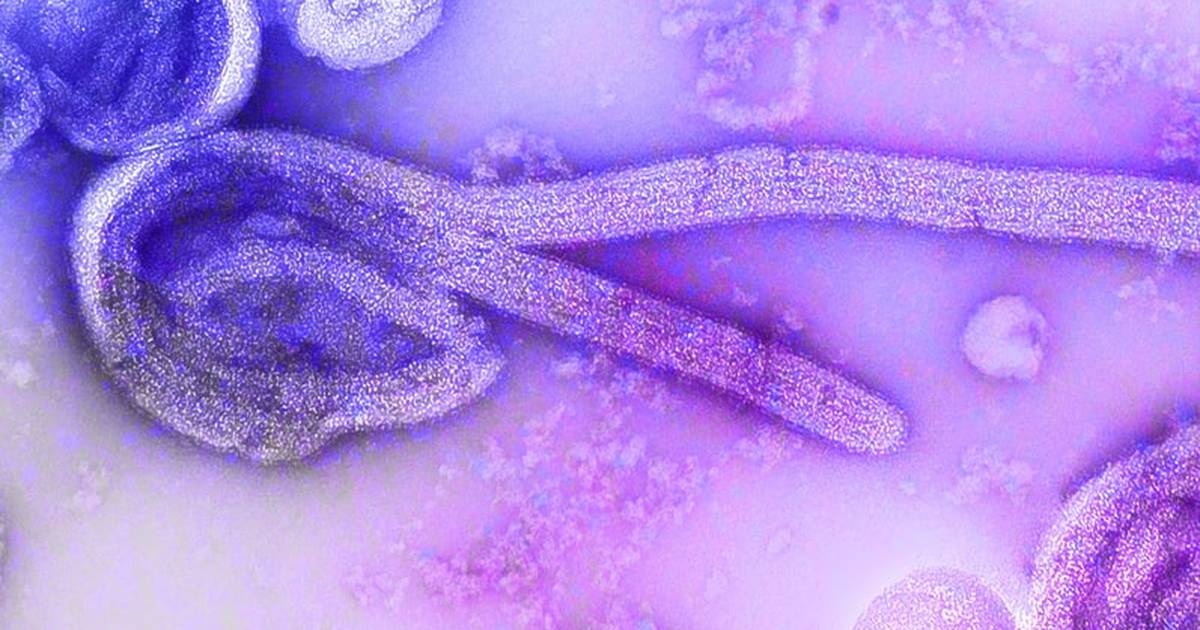 Can Ebola Really Combat Brain Cancer?