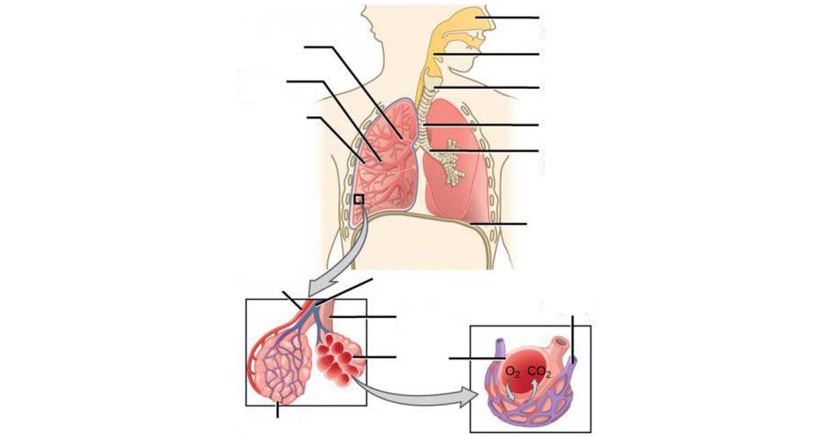 Respiratory System: Respiratory Levels of Organization Summary