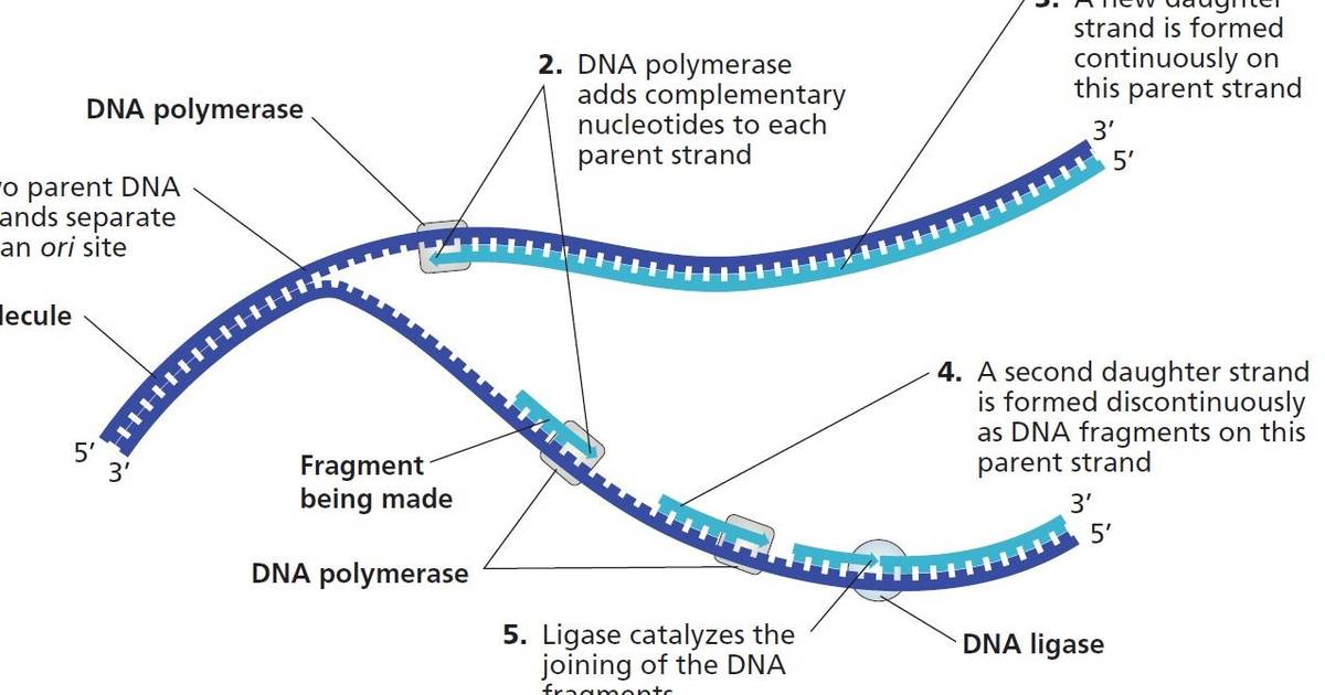 Pasting DNA Fragments Together: Ligases