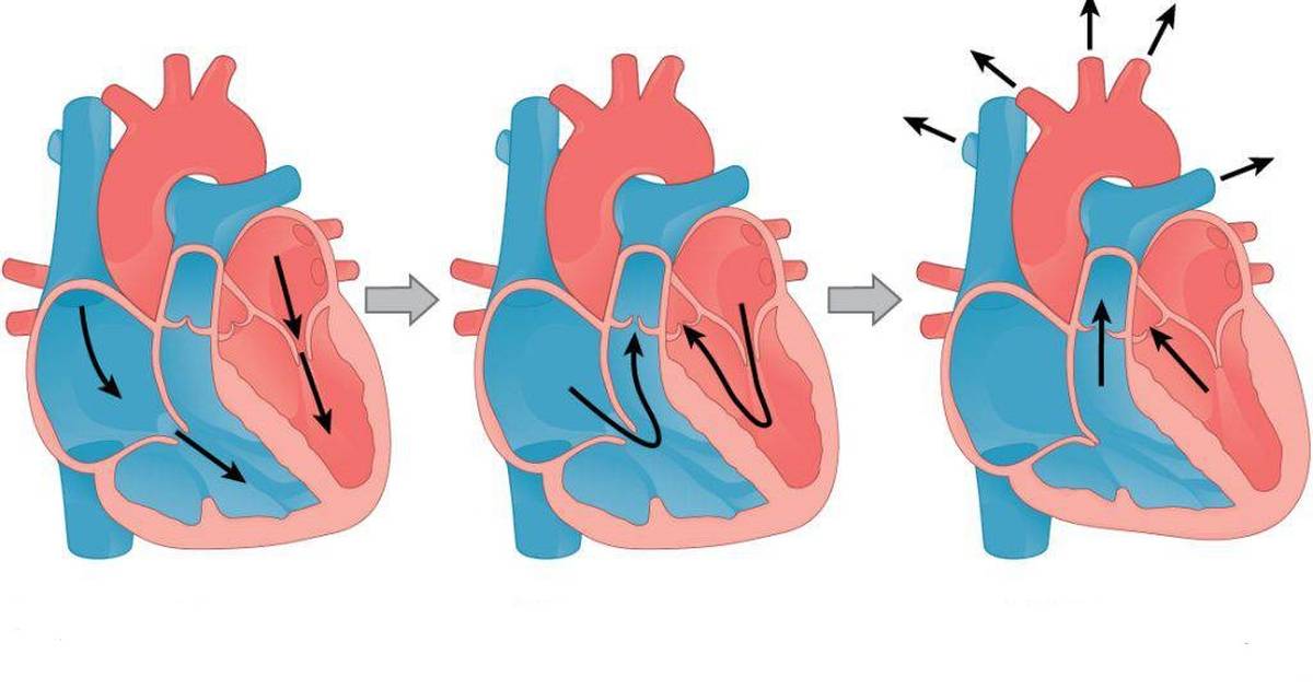 Organs of the Cardiovascular System: Heart and Blood Vessels