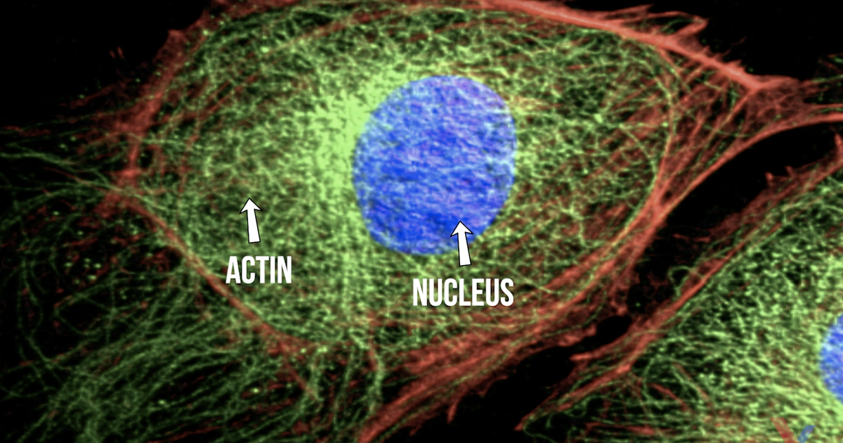 Fluorescence as a Biological Tool