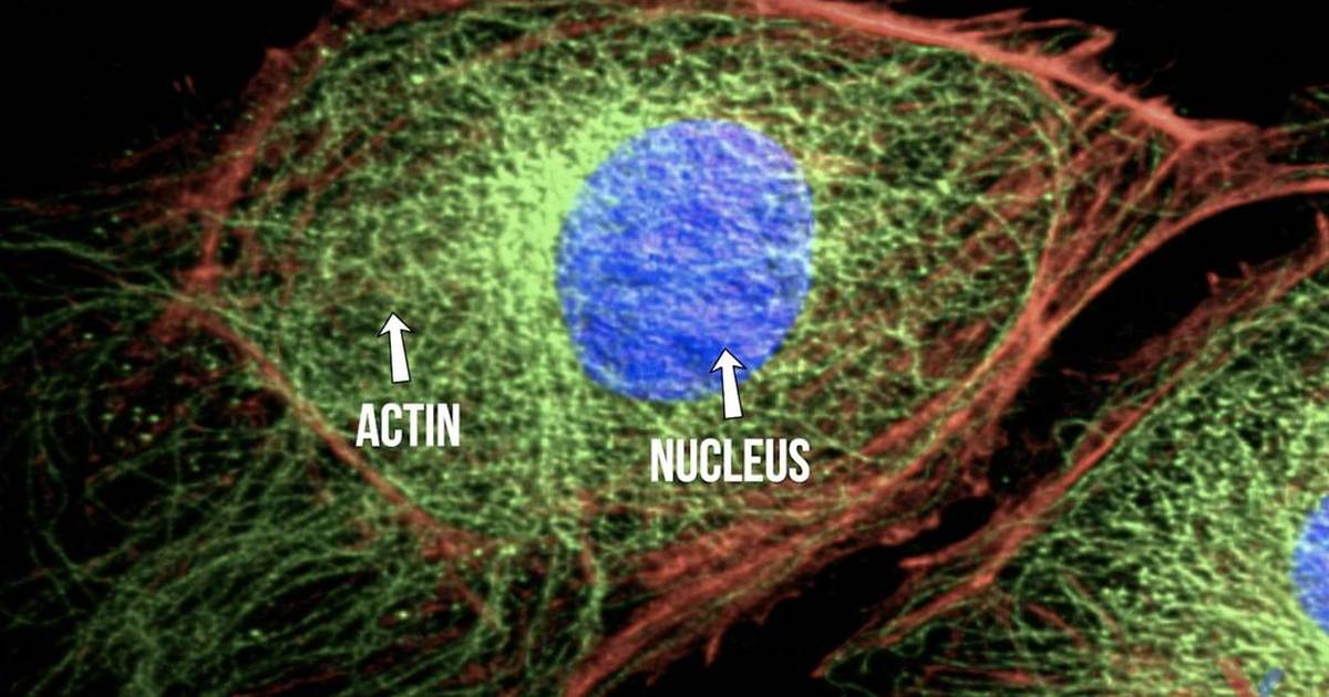 Fluorescence as a Biological Tool (Annotated)