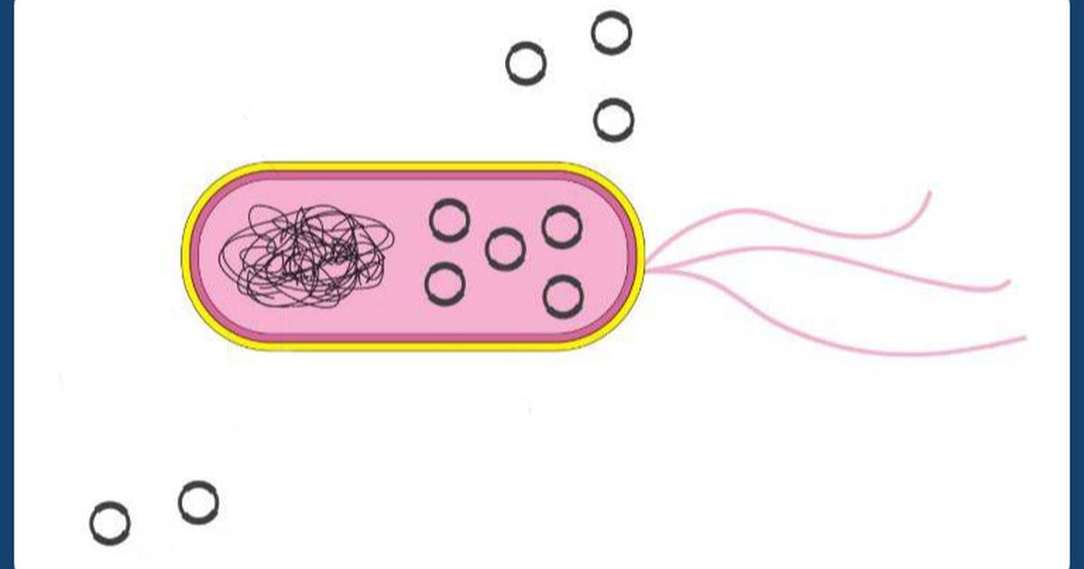 Do DNA do plasmídeo à proteína