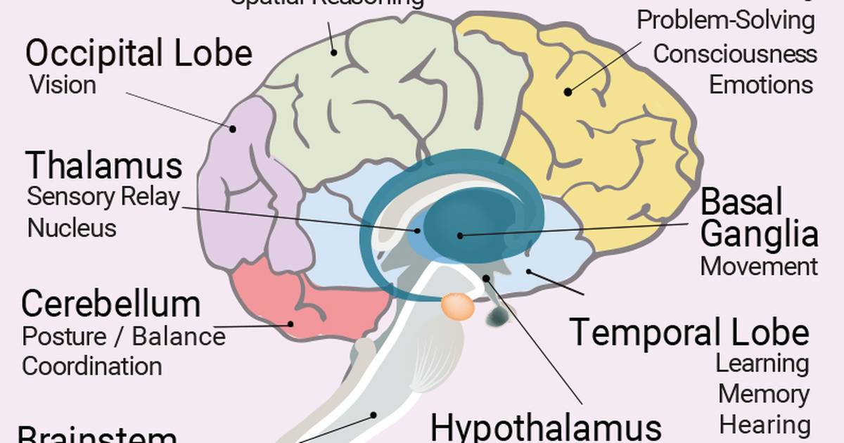 How Does the Brain Work?