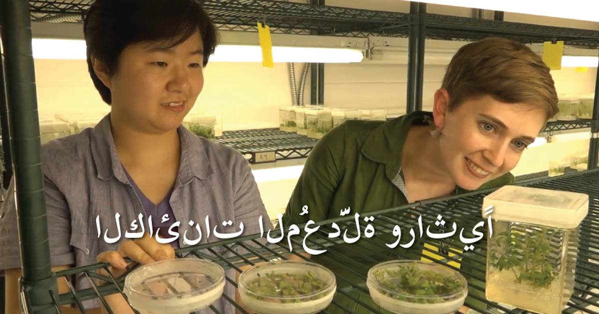 الكائنات المُعدَّلة وراثيًا!