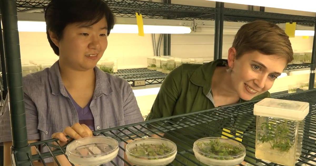 GMOs!
