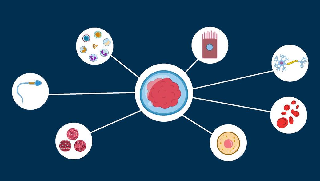 Specialized Single Cells