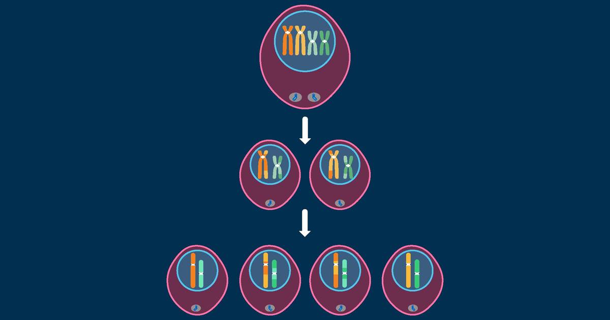 Meiosis: An Overview