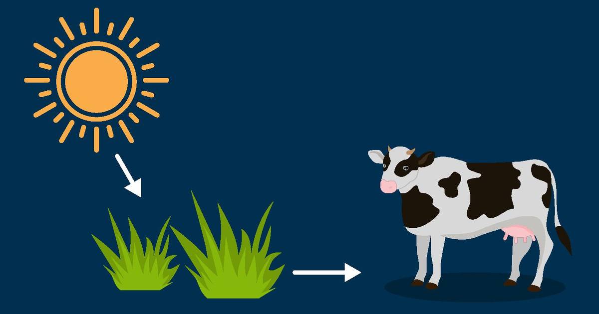 Autotrophs vs. Heterotrophs