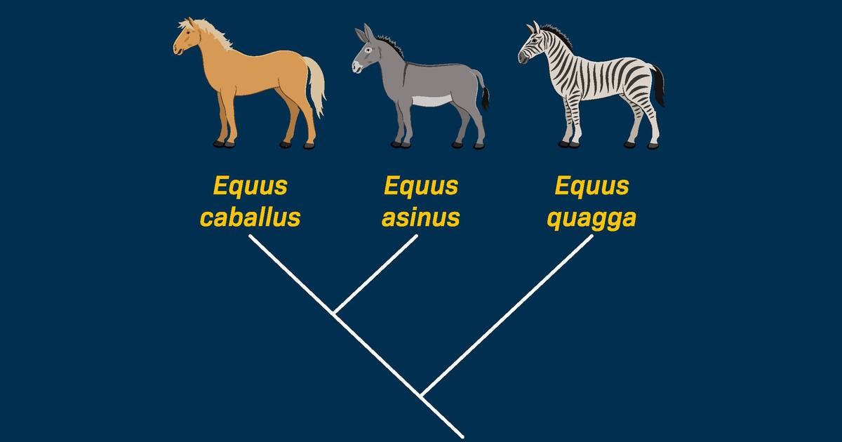 Defining Speciation
