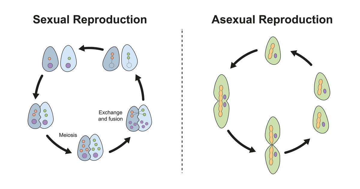 Sexual and Asexual Reproductive Strategies