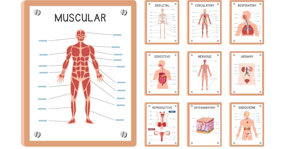 Anatomy of Body Systems