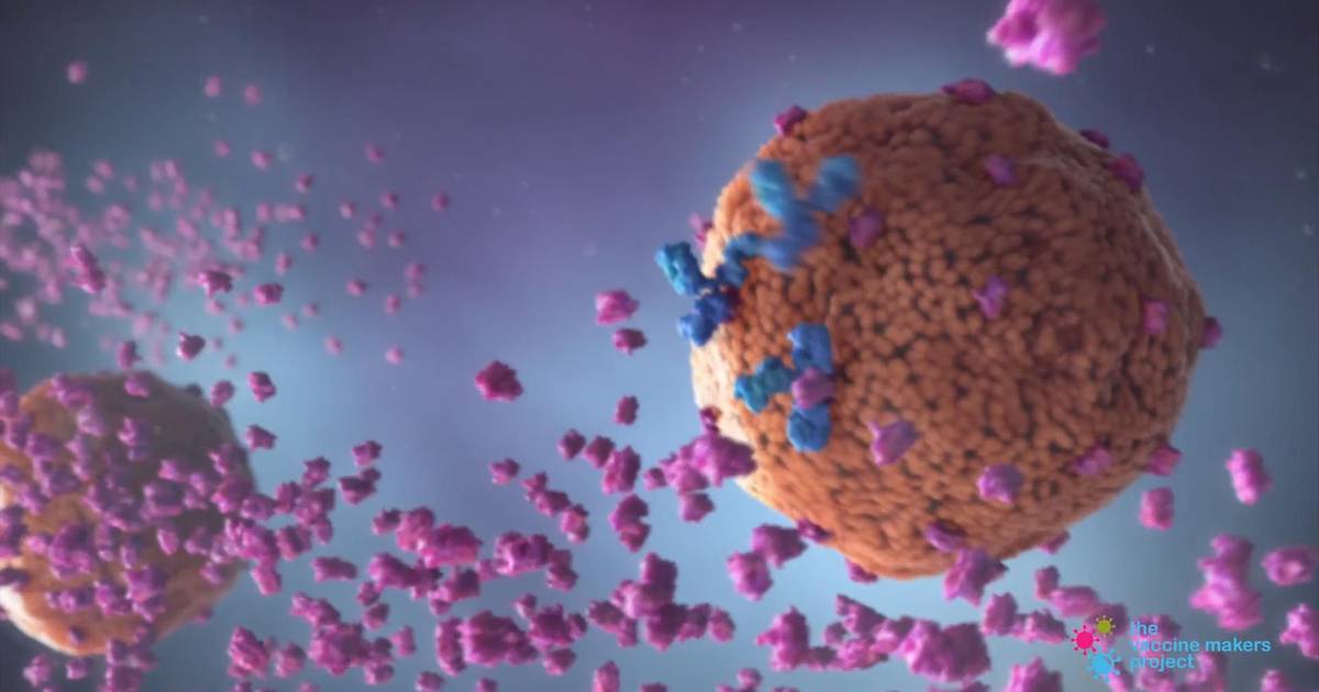How Does Hepatitis B Combat the Immune System?