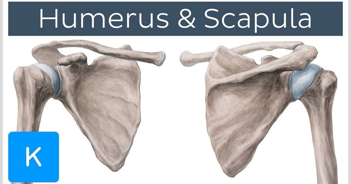 Humerus and Scapula