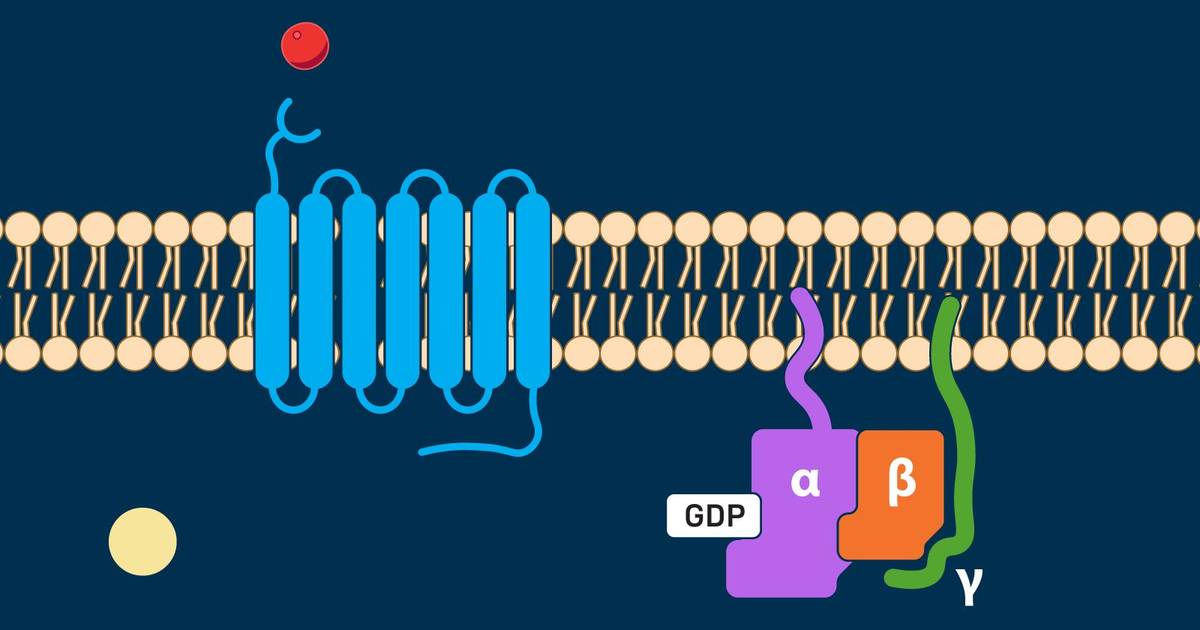 G-Protein Coupled Receptors