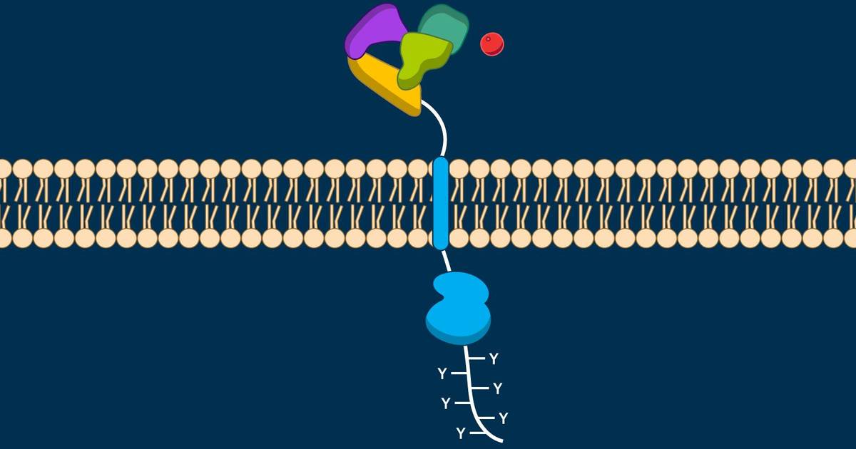 Receptor Tyrosine Kinases