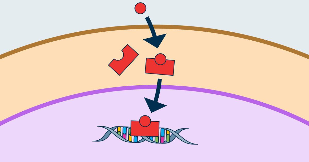 Intracellular Receptors