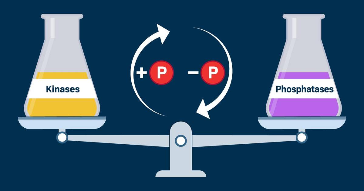 Phosphorylation Cascades: Kinases and Phosphatases