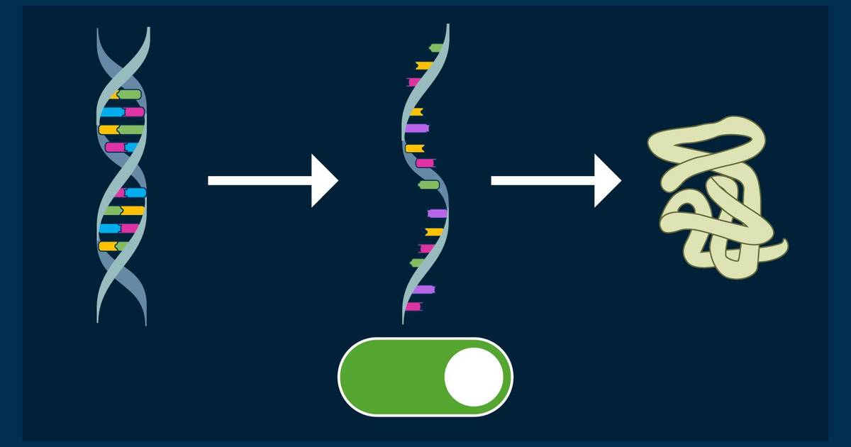 Constitutively Expressed Genes