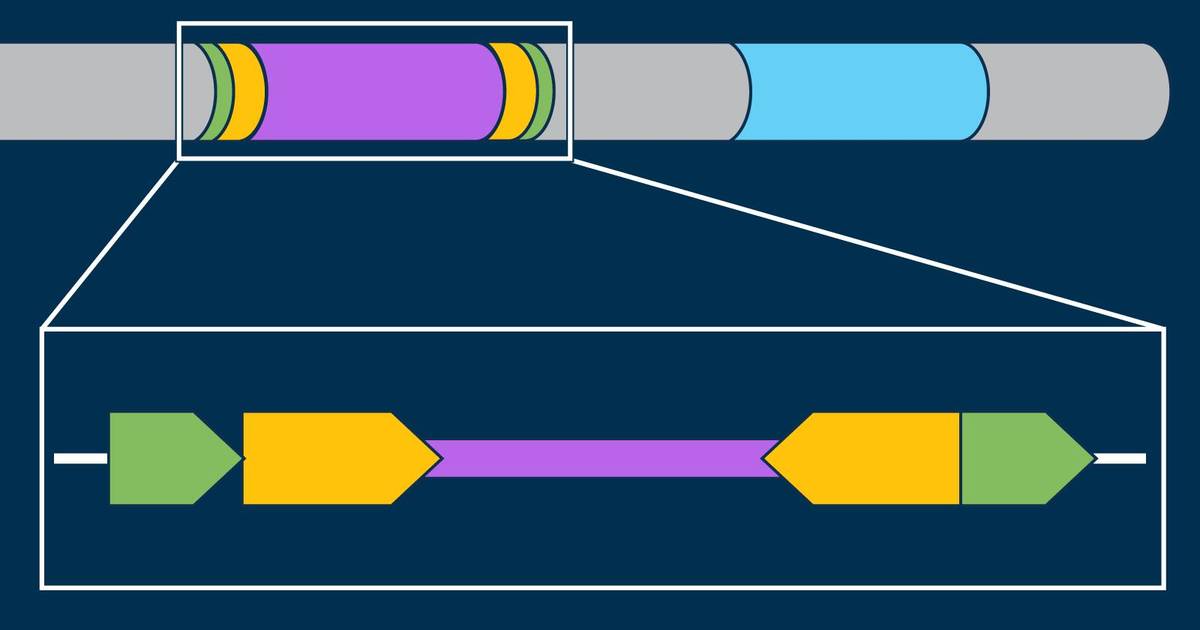 Transposons