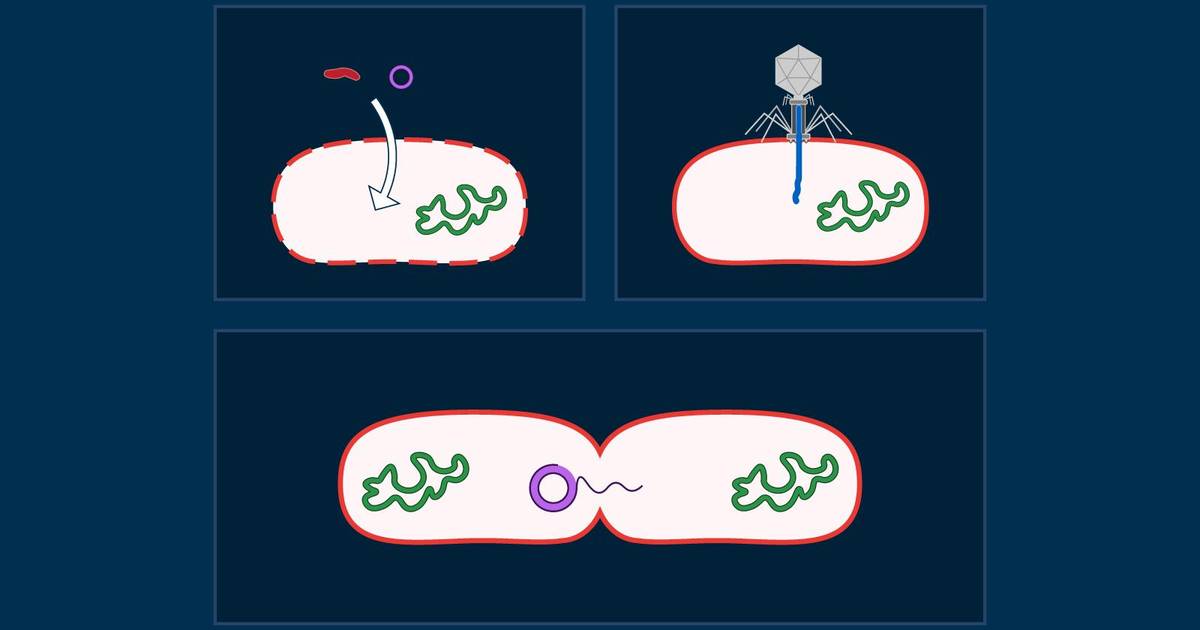 Genetic Variation in Prokaryotes through Horizontal Gene Transfer