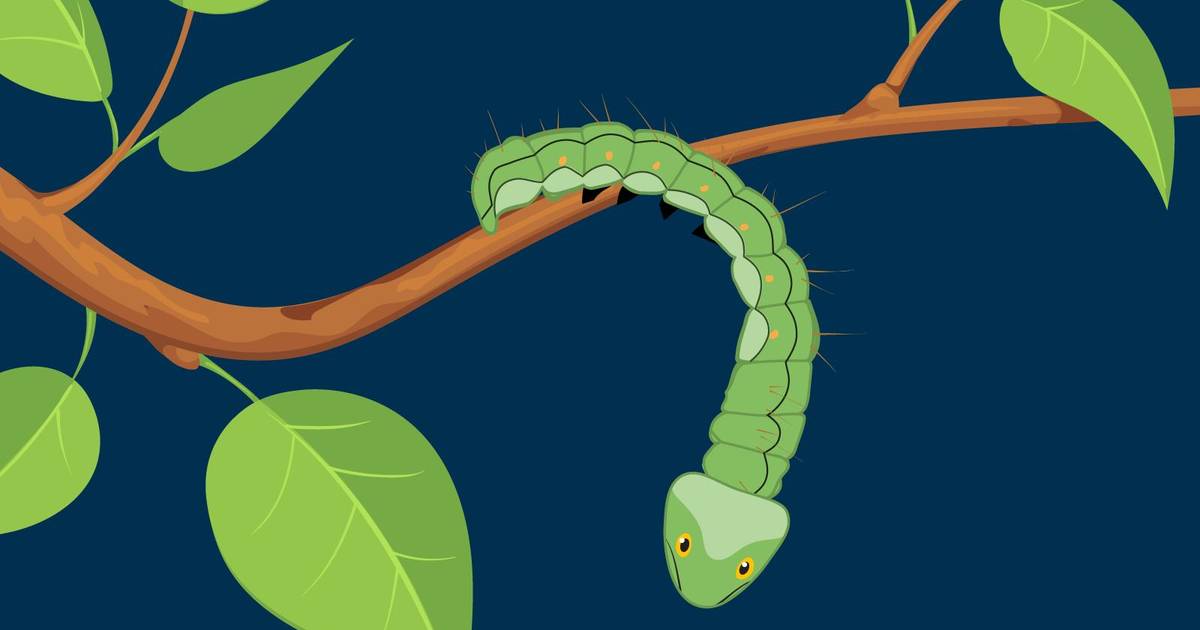 Predation and Mimicry