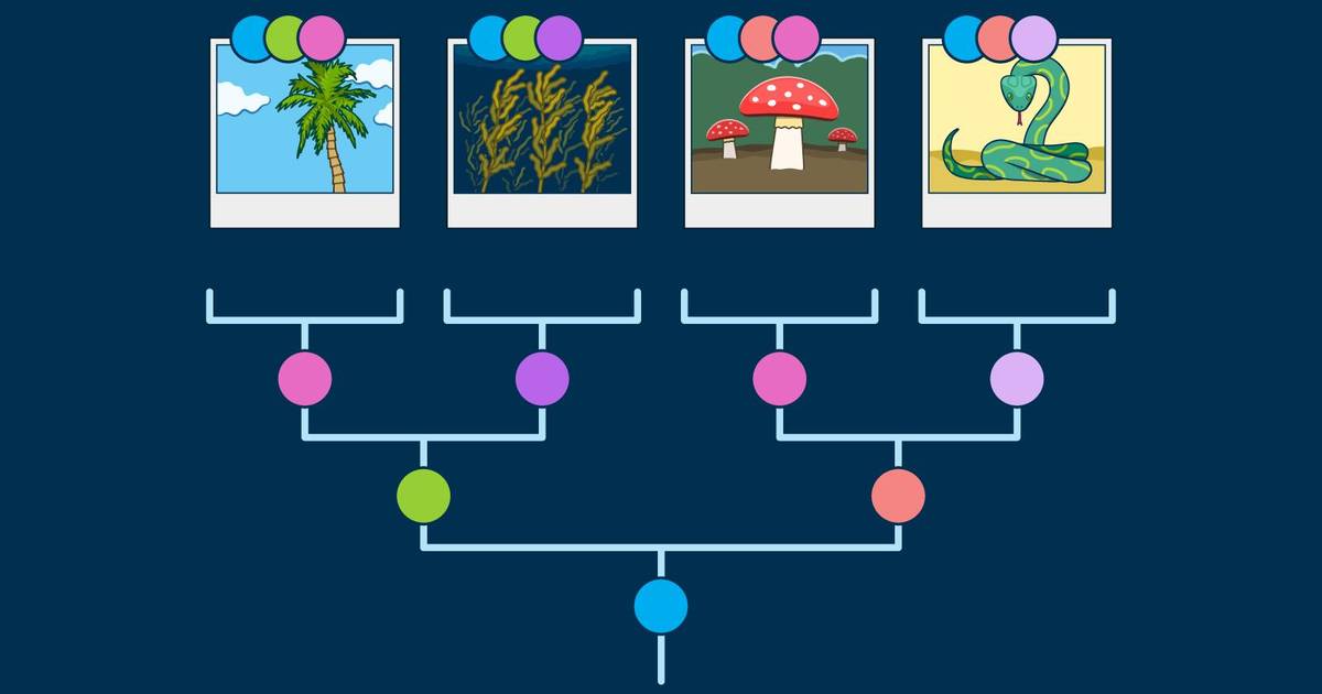 How to Use a Phylogenetic Tree