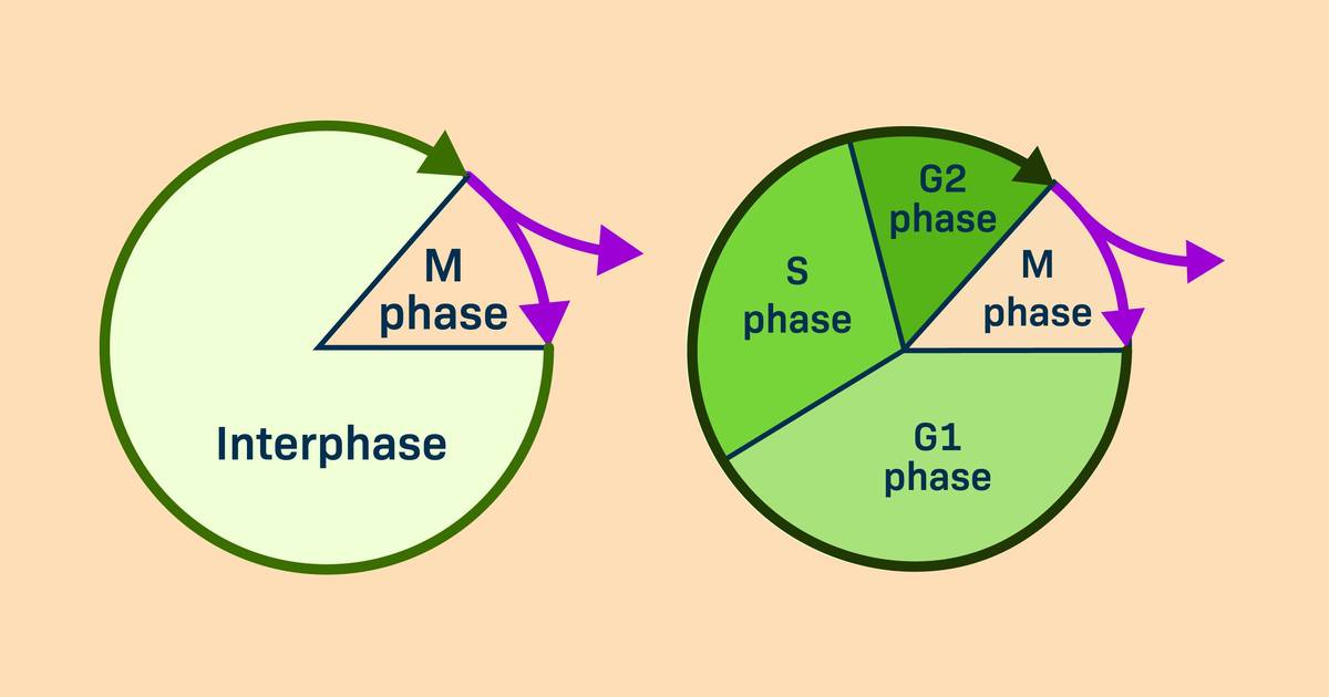 Phases of Interphase