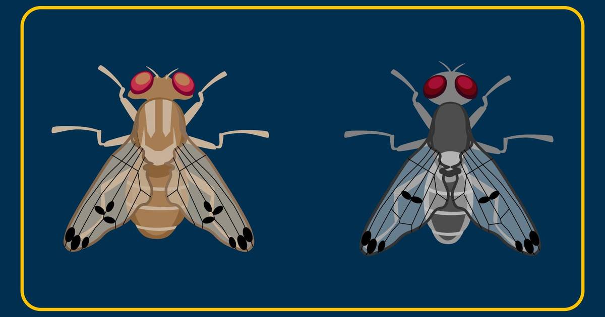 Adaptive Radiation