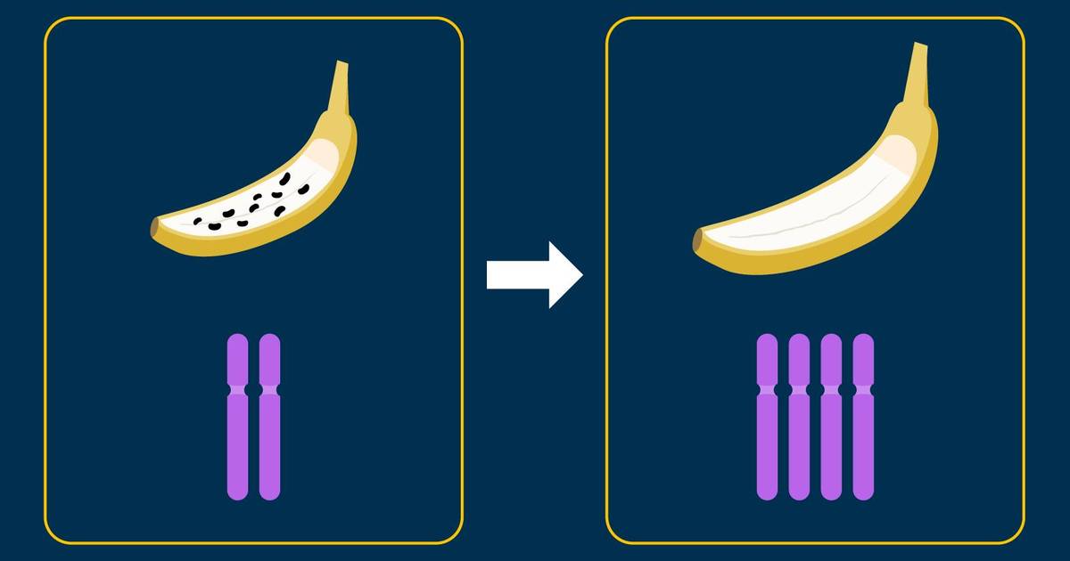 The Impacts of Polyploidy on Evolution