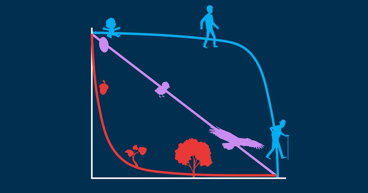 Survivorship Curves and Reproductive Success