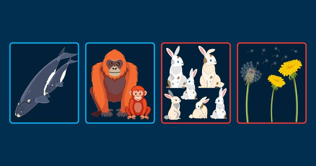 Selection Strategies