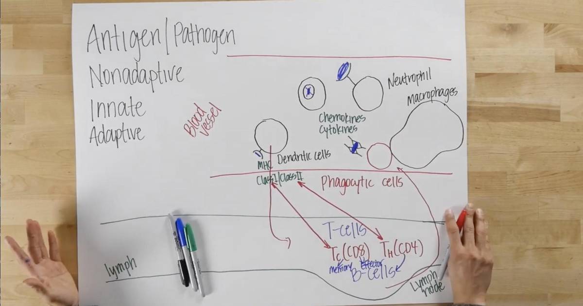 Immune System