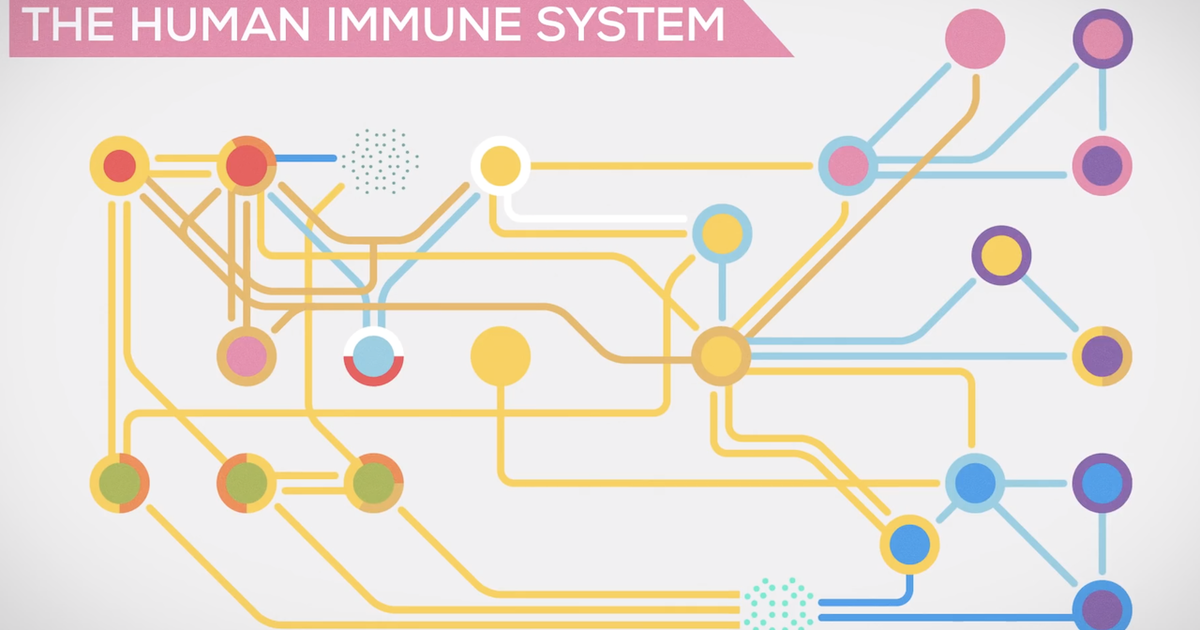 Immune System Explained - Bacteria Infection