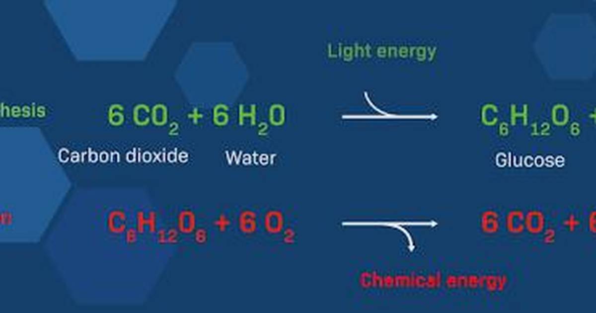 A Quick Review of Photosynthesis and Its Effect on pH