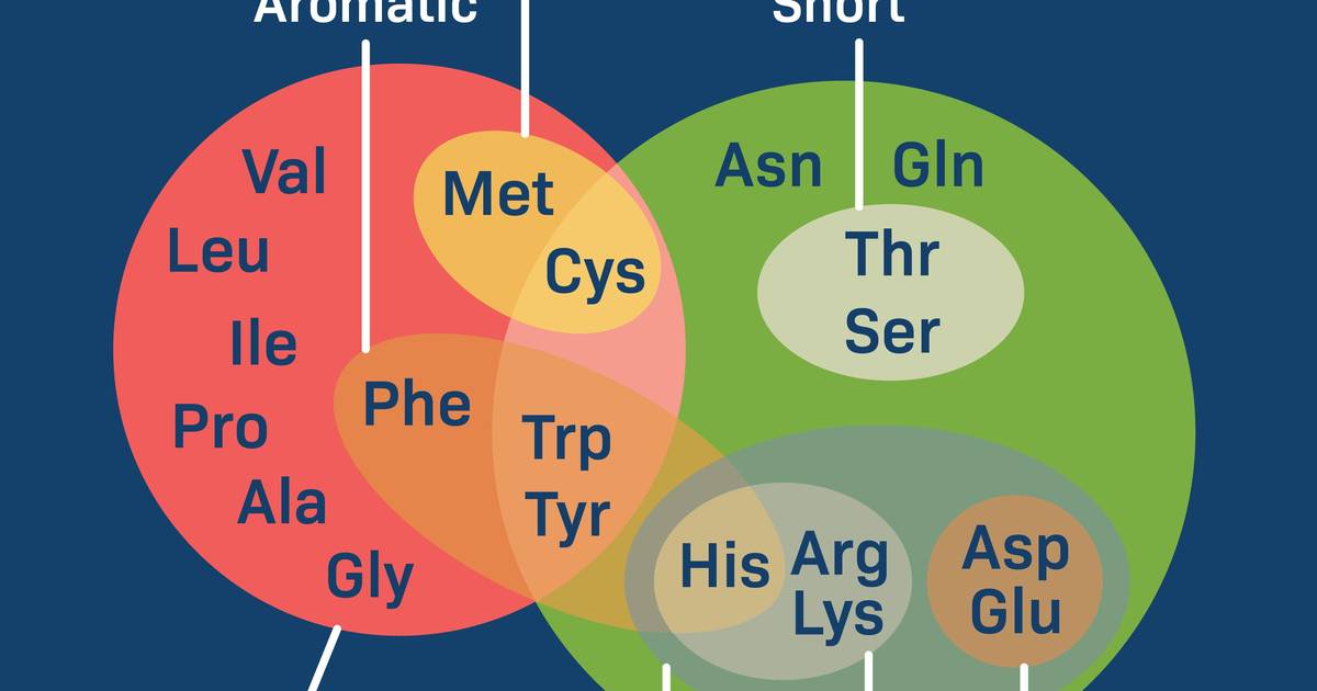 Amino Acid Characteristics Venn Diagram