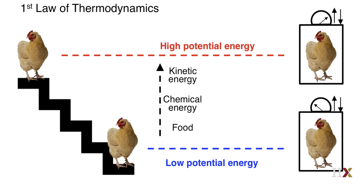 Introduction to Metabolism