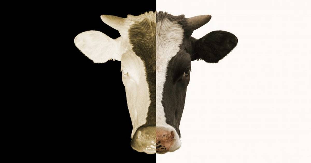 Is it Ethical to Genetically Modify Farm Animals for Agriculture?